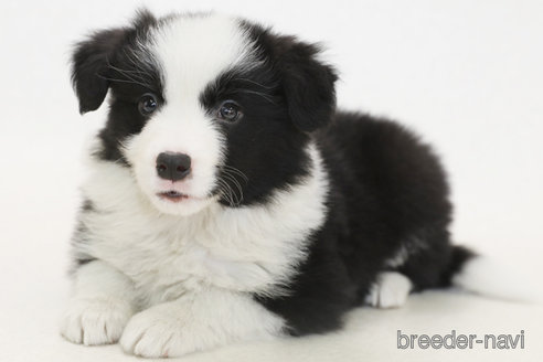 成約済の神奈川県のボーダーコリー-372872の2枚目